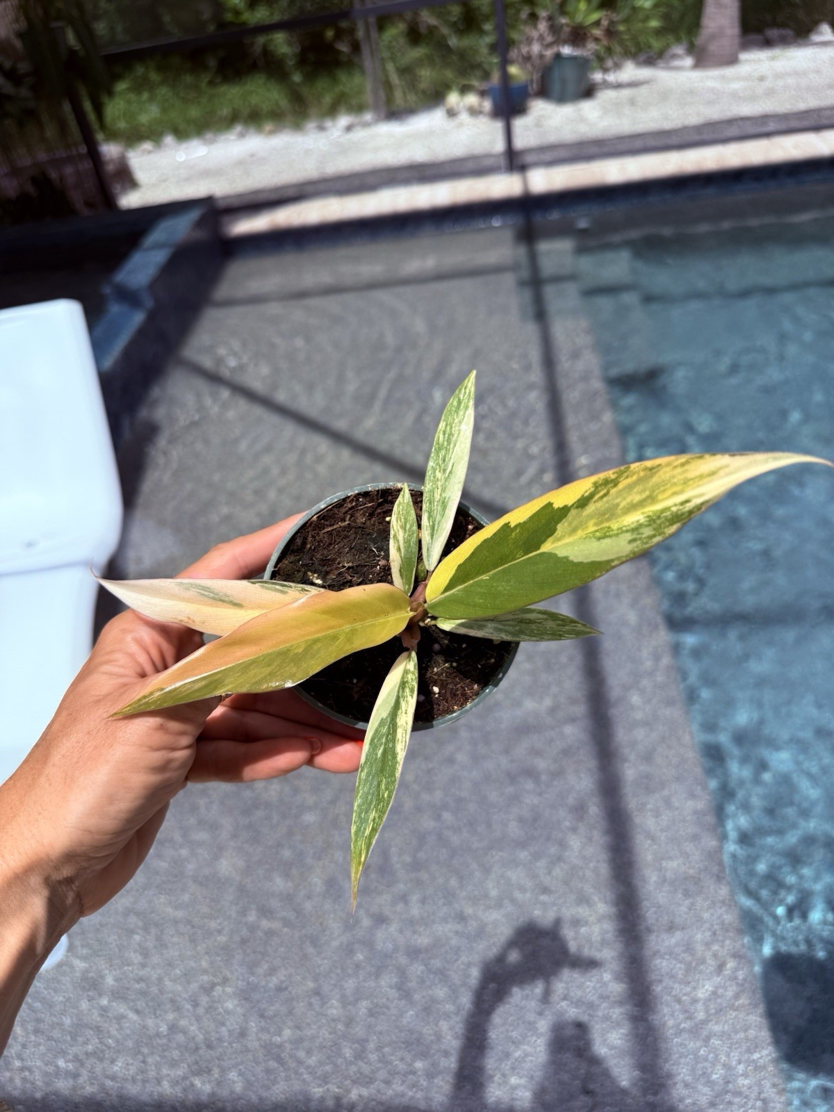 Philodendron Caramel Marble Variegated Actual Plant Free Shipping