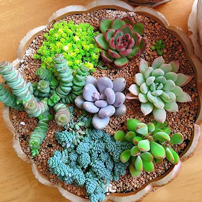 100pcs Mix Rare Succulent Seeds for Planting, DIY Bonsai Ornamental Plant