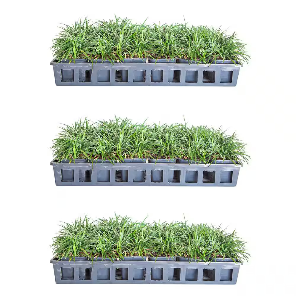 Dwarf Mondo Grass 3 1/4 In. Pots (54-Pack) – Groundcover Plant