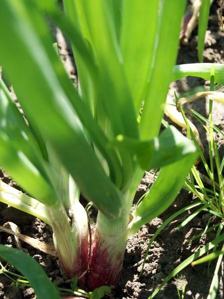 ***On Order*** 200 Red Welsh Bunching Onion Seeds, HEIRLOOM, NON-GMO