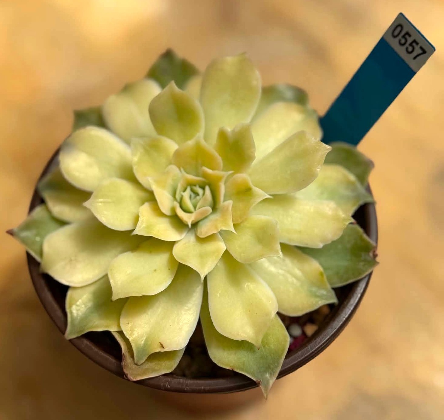 Imported Succulent live plant rare succulent Home Decor Aeonium Shaohua clus #92