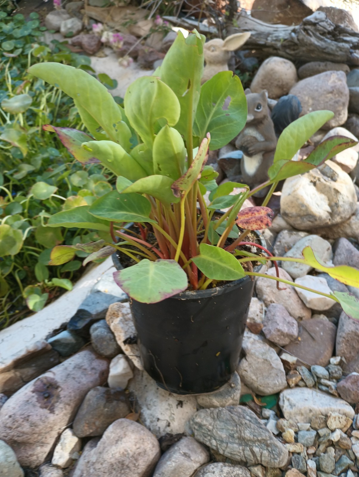 Water Plant/Vine Verba Mansa (Stolons) Very Hardy And Easy To Plant.