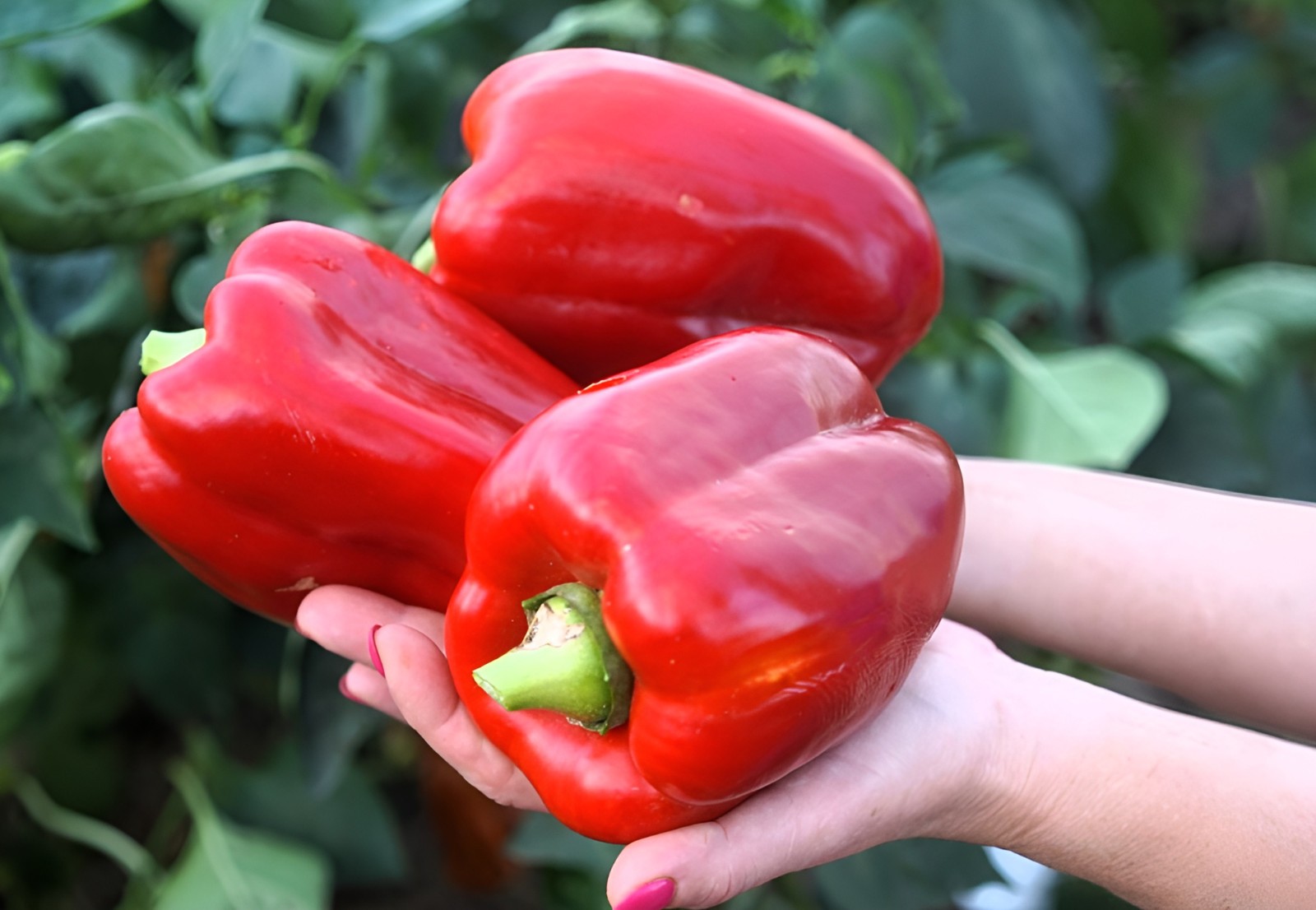 100 Giant Heirloom Quadrata D’Asti Rosso Bell Pepper Seeds Huge 6″-7″ Inch Bell