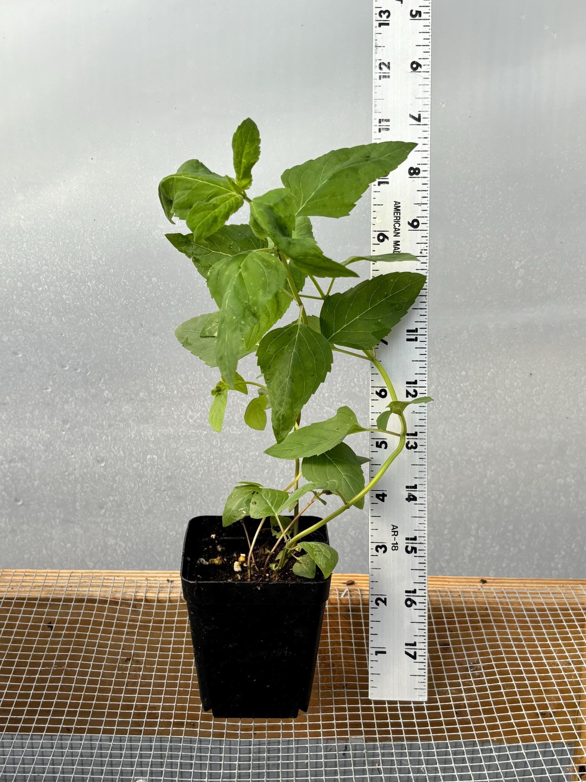 Monarda Live Plant – Seedlings/Plugs and Plants – 3″- 12″ tall – 30-60+ days old