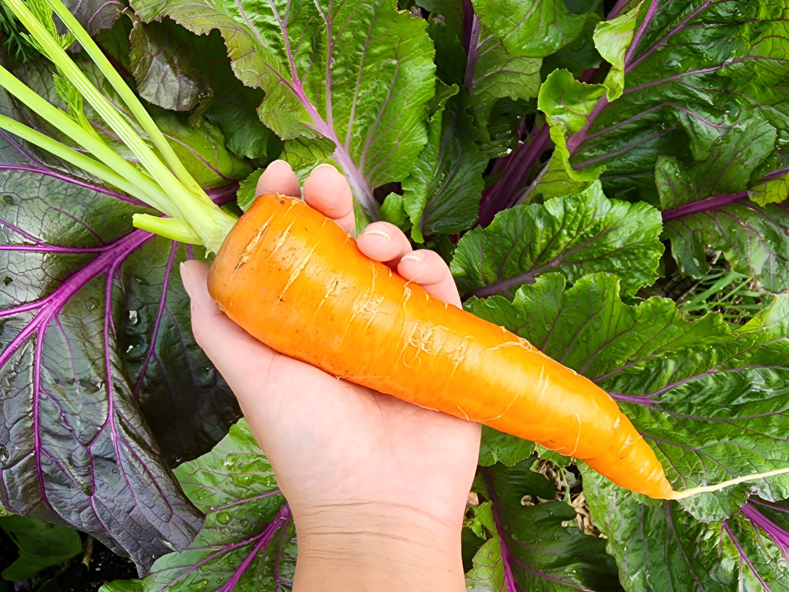 1,000 Kuroda Long Carrot Seeds – NonGMO Organic – 8 Inch Giant Hearty Carrots