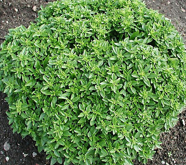 200 DWARF GREEK BASIL SEEDS ~ 2026 ~ heirloomseedguy ~ USA