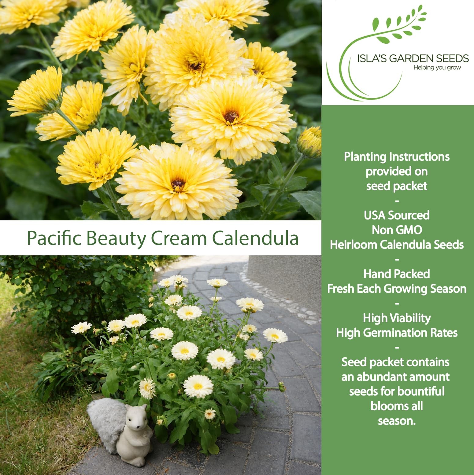 Pacific Beauty Cream Calendula Seeds (Calendula officinalis) – 250+