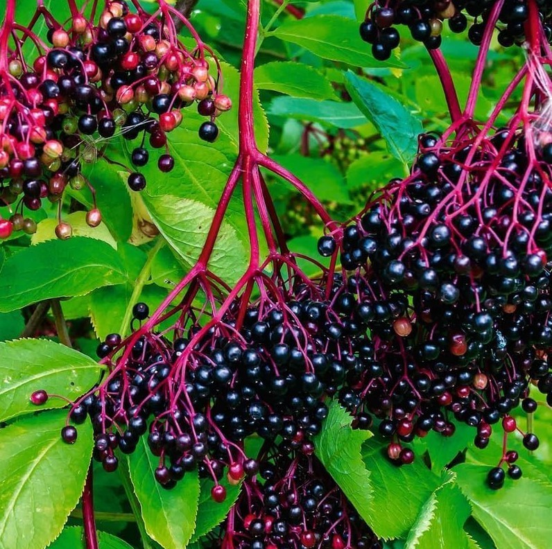 Elderberry Live Plants – 12″ Tall – 1qt Pot – Sambucus Canadensis – Zones 3-9