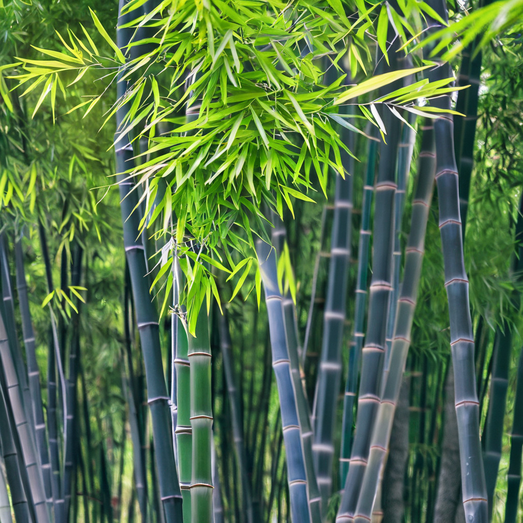 50 Bamboo Seeds Privacy Plant Garden Clumping Shade Screen ” Purple Timor”