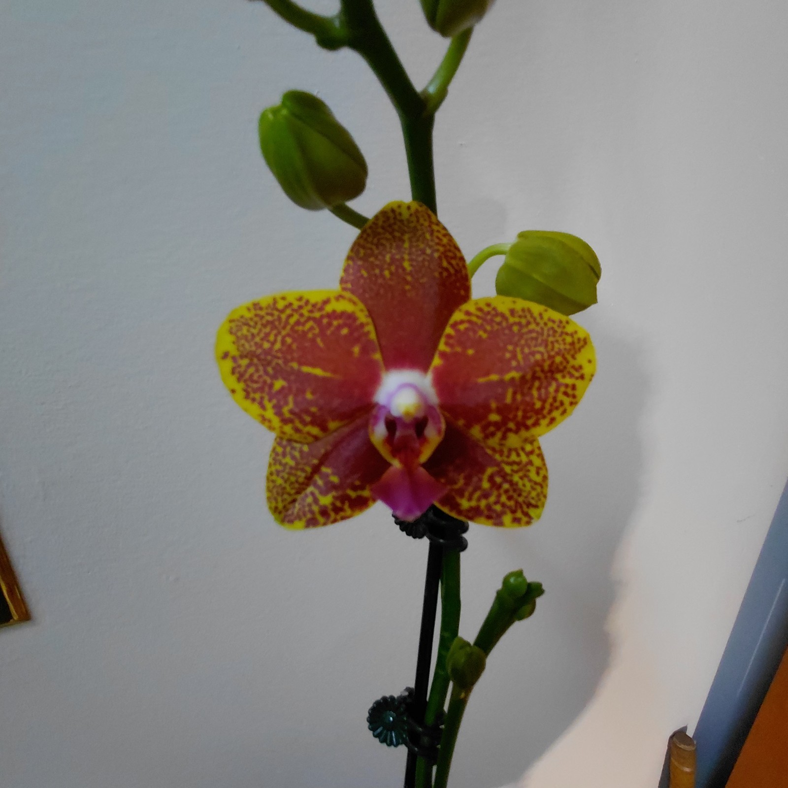 Phalaenopsis -K V Golden Star – 2 Spikes