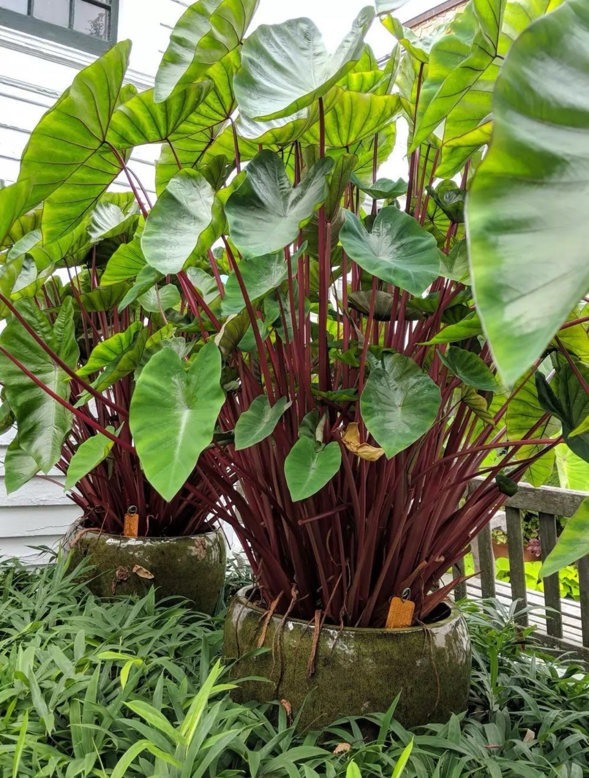 Hawaiian Punch-Colocasia esculenta- Elephant Ear-SMALL ROOTED STARTER Plant