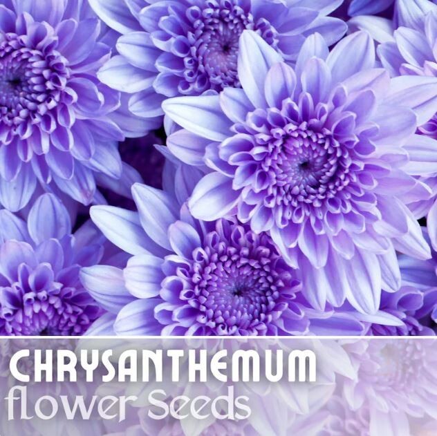 Faded Lilac Mum Chrysanthemum Seeds 200+ Seeds Mum Flower, Flower Seeds, Annual