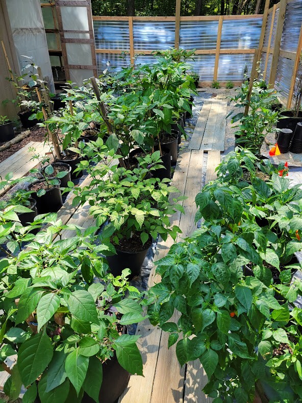 Black Panther Orange SUPER HOT Pepper 25-Seeds 1,100,000 Scoville Unique Creek