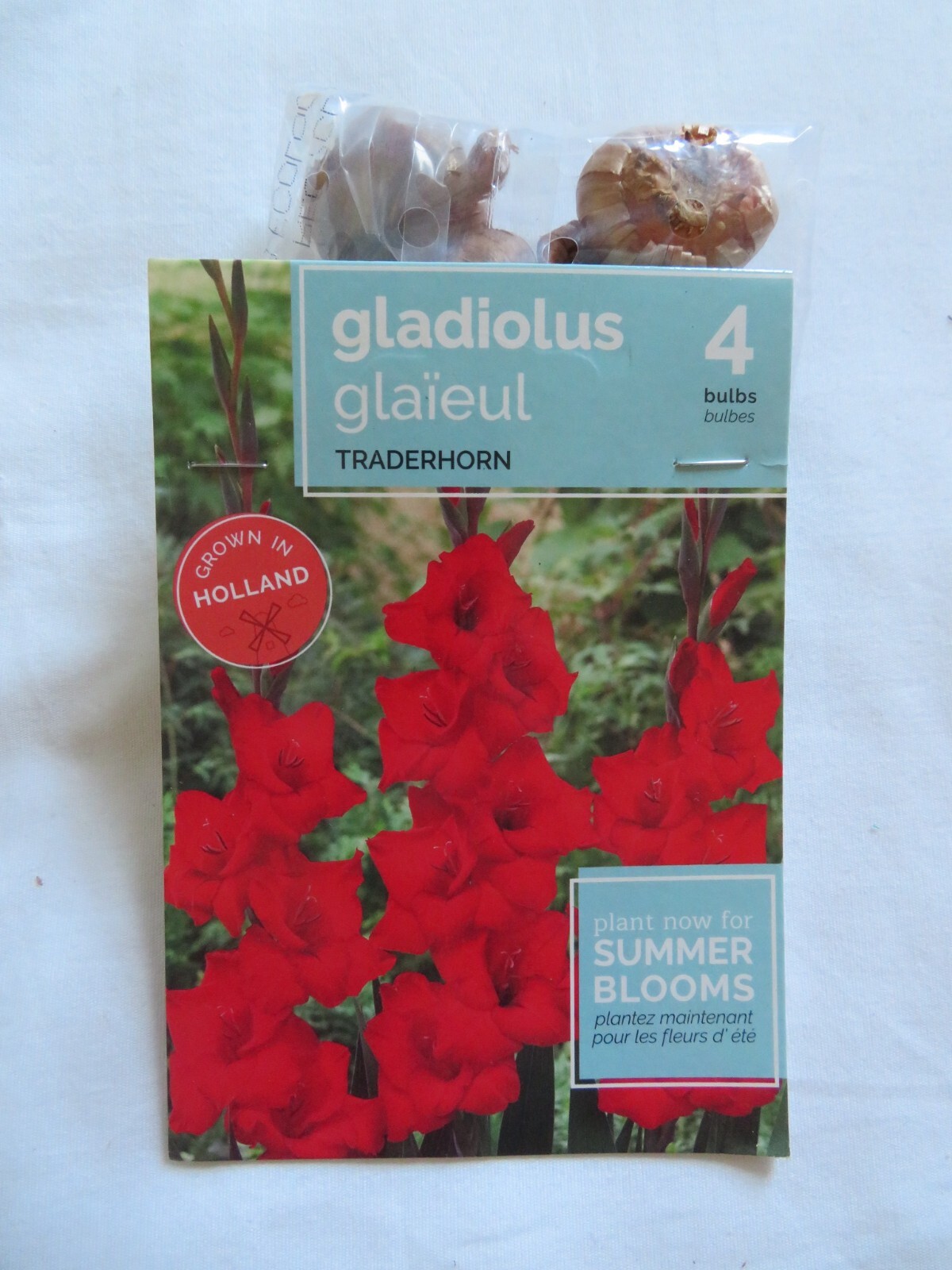 Traderhorn Gladiolus Summer Blooms 4 Bulbs Grown In Holland