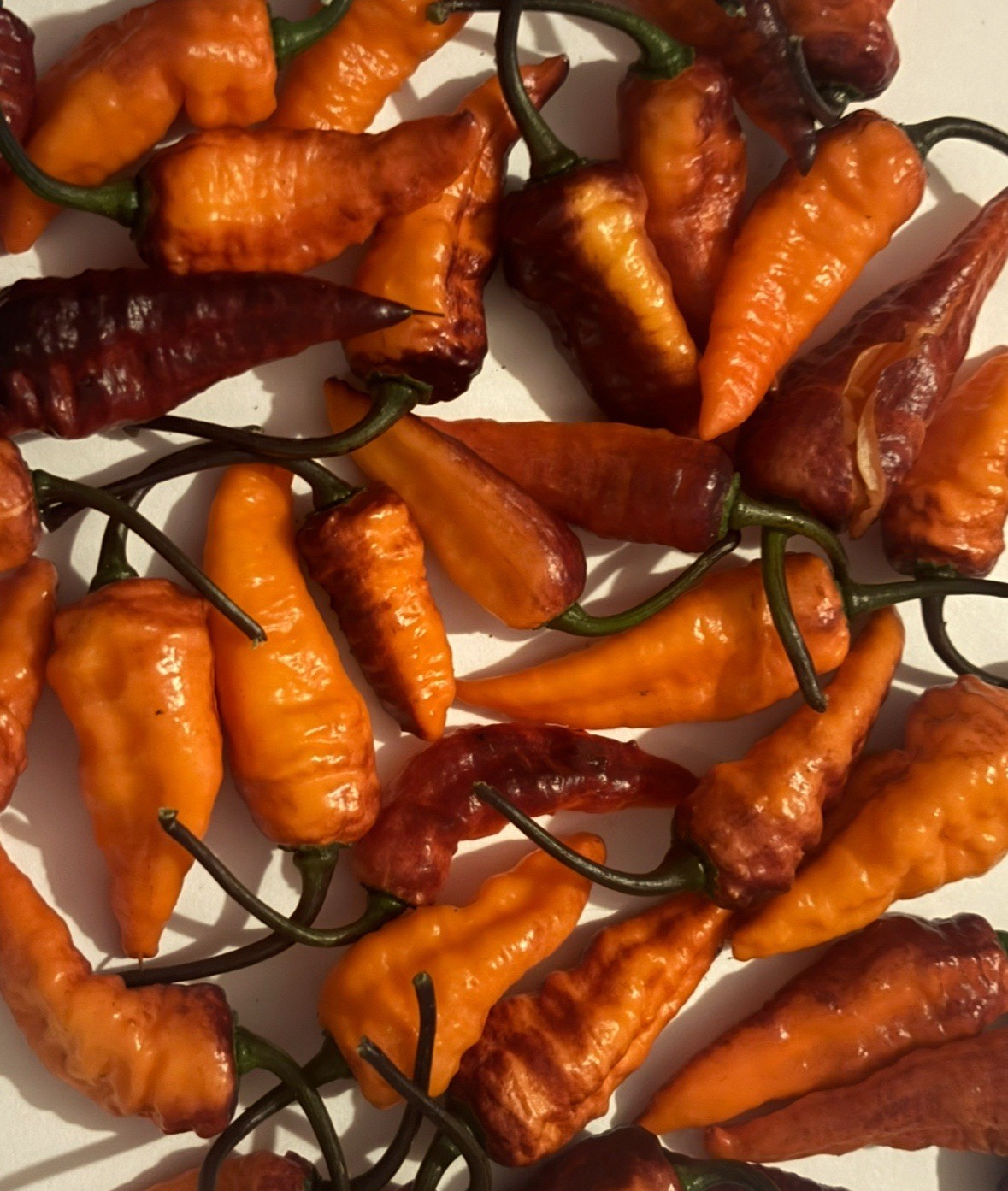 Lot of 3 (75+ DAYS OLD) BLACK PANTHER Super Hot Pepper LIVE PLANTS