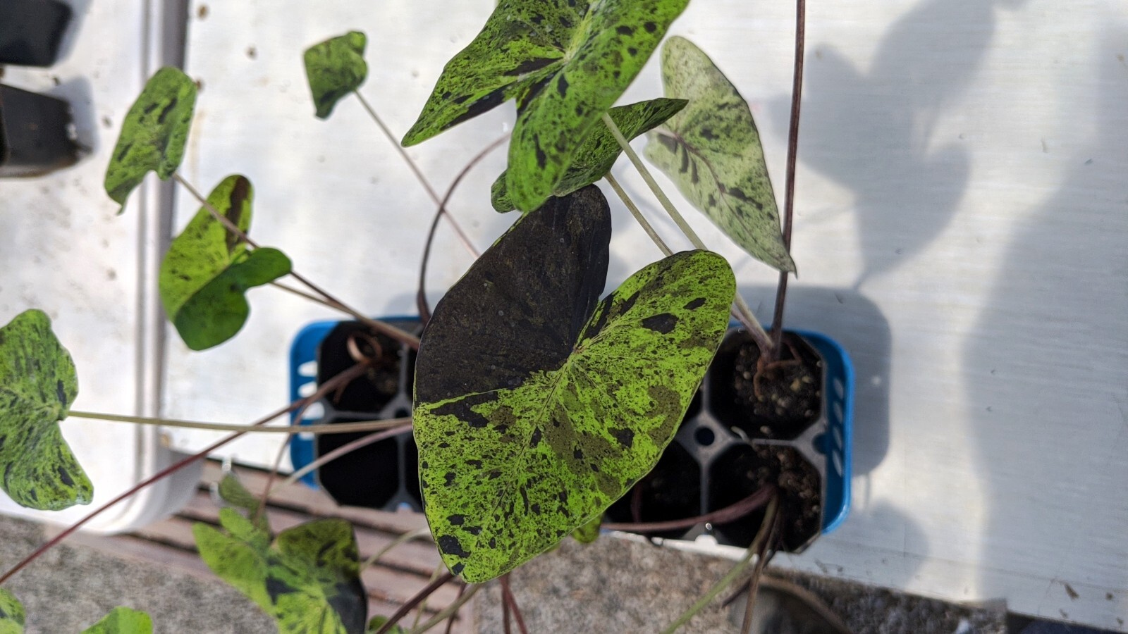 Rare Colocasia Mojito Elephant, Ear esculenta – Starter Live Plant