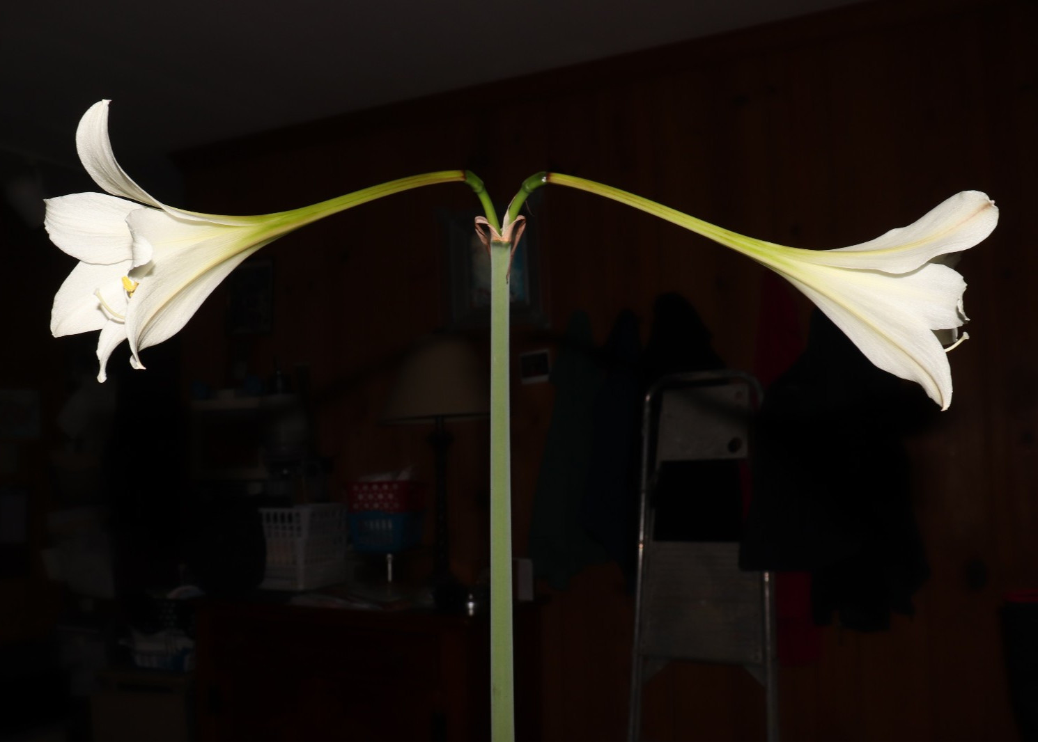 Hippeastrum solandriflorum 5 year bulb Venezuela