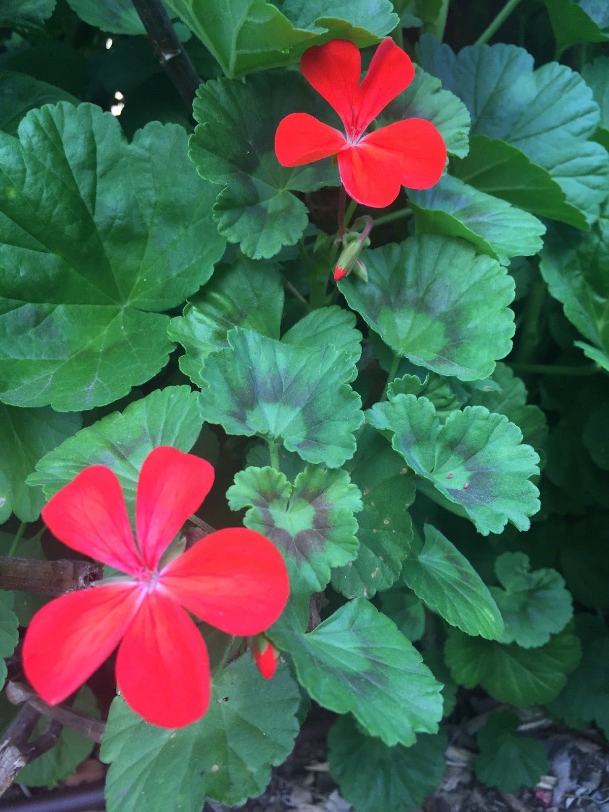 ORANGE RED PELARGONIUM ZONAL GERANIUM FRESH LIVE PLANT 5 X 6″ STARTER CUTTINGS