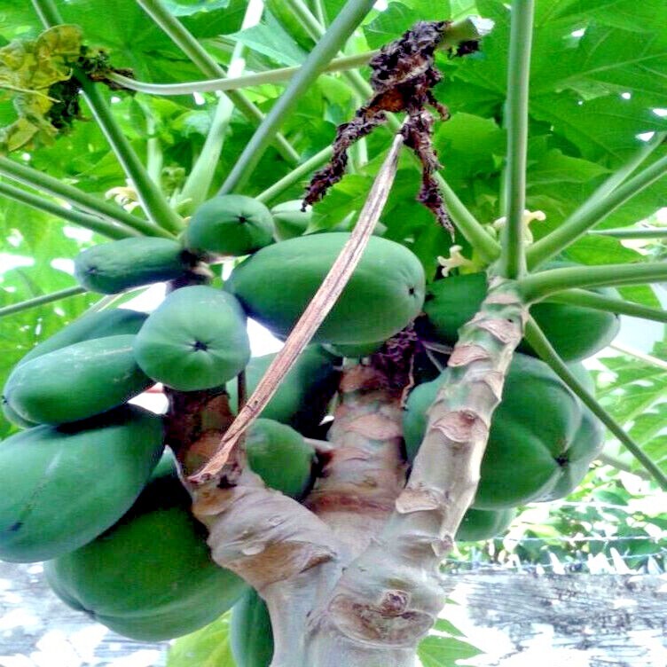 20 “Caribbean Red” Carica Papaya Fruit Tree Seeds “LARGE MELONS” Indoor Plant