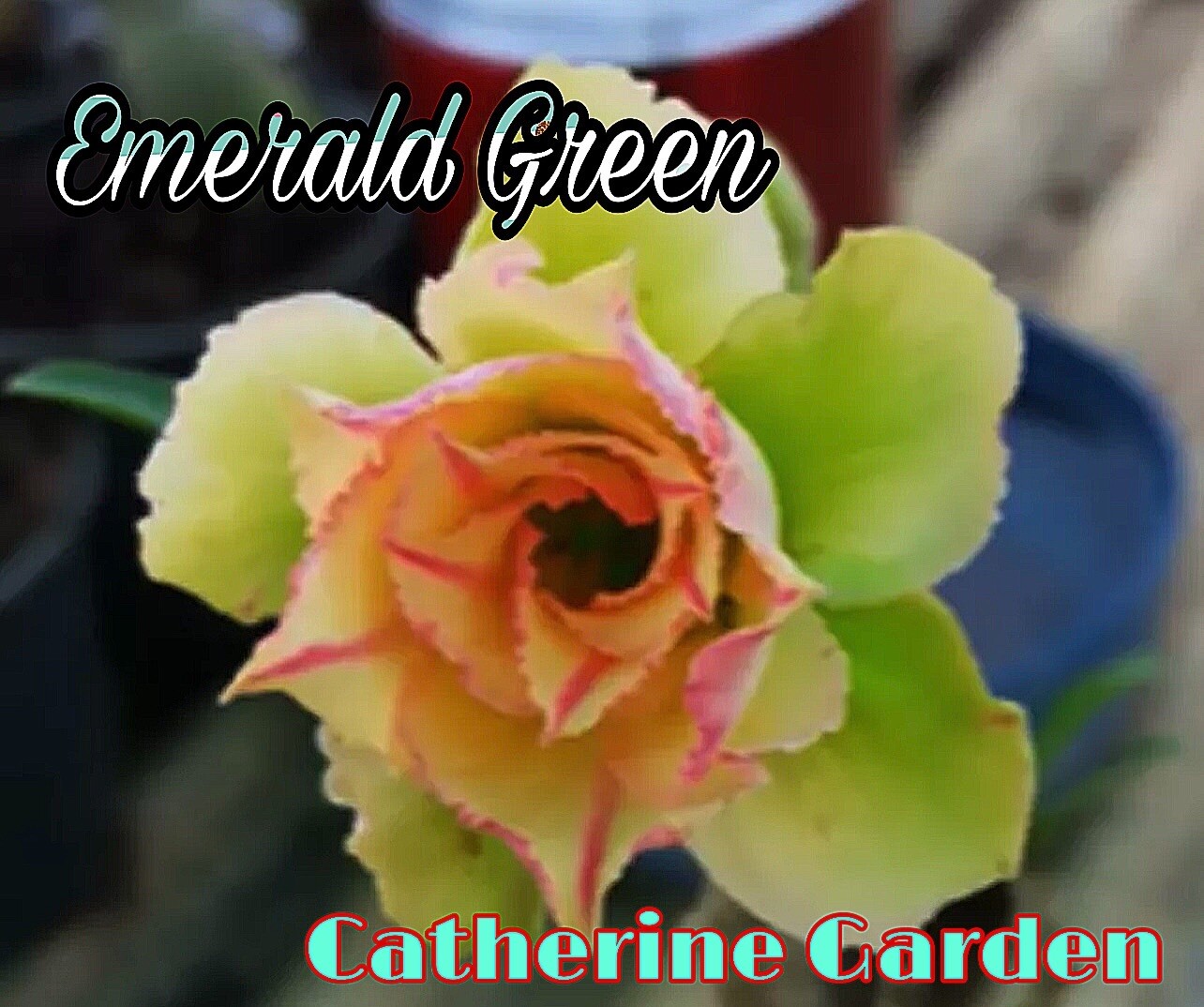 15 Desert Rose Seed. Green Yellow Pink . Very Rare.