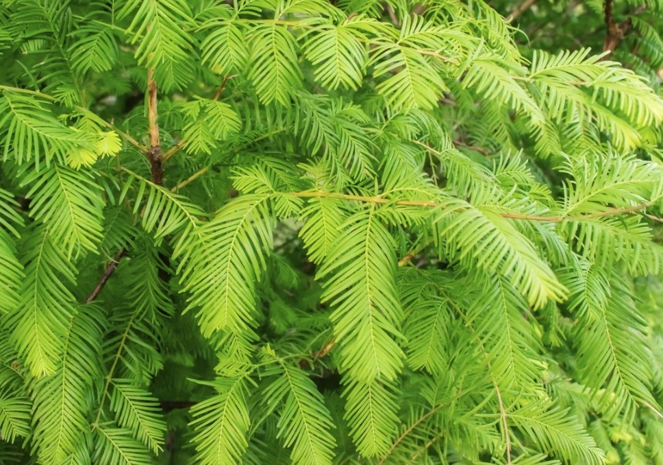 Dawn Redwood Live Tree – 8-12″ Tall – 1 Quart Pot – Deciduous Tree – Zones 5-8
