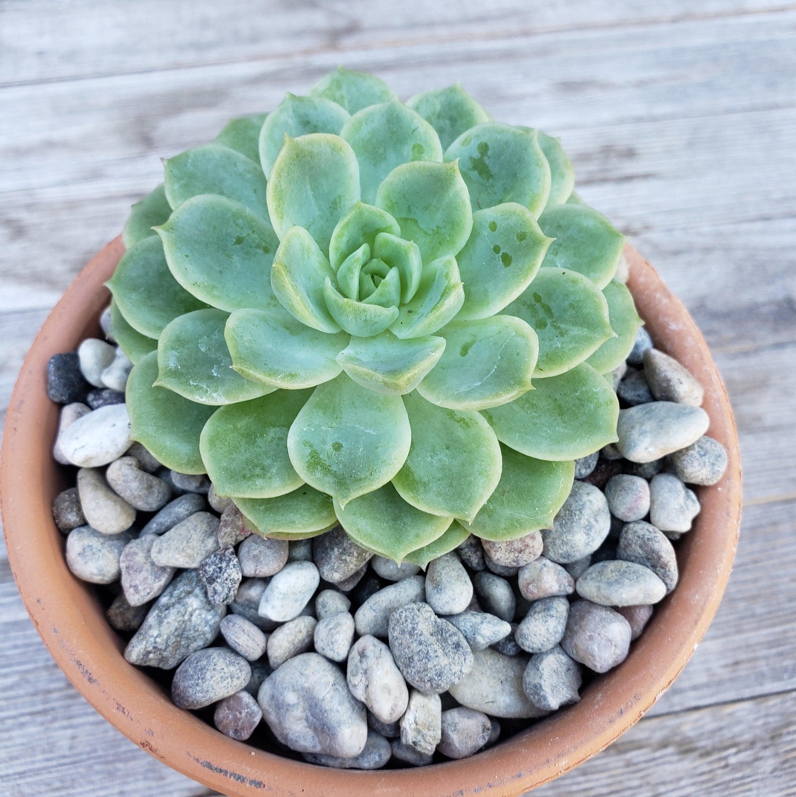 1 Lb 3/8 Arizona river rock Cactus and Succulent Top Soil Dressing cactus Cacti