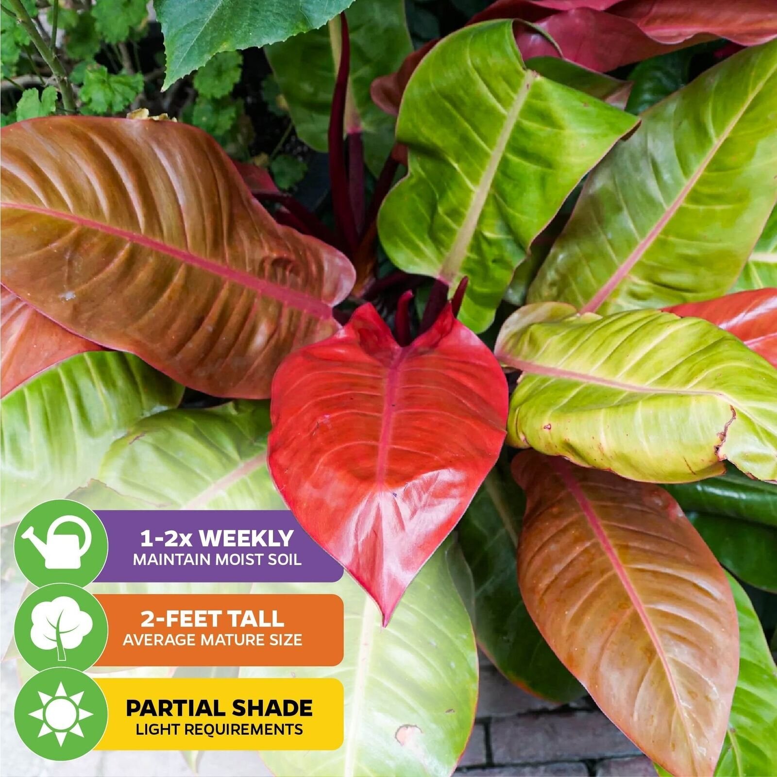 Philodendron Prince of Orange – Philodendron – Live Plant
