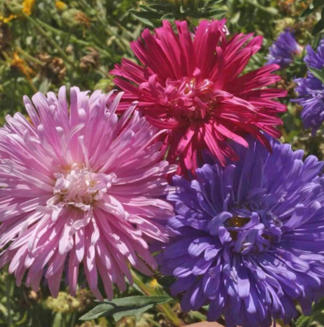 Aster CREGO CHINA ASTER Colorful Cut Flowers Pollinators Non-GMO 200 Seeds