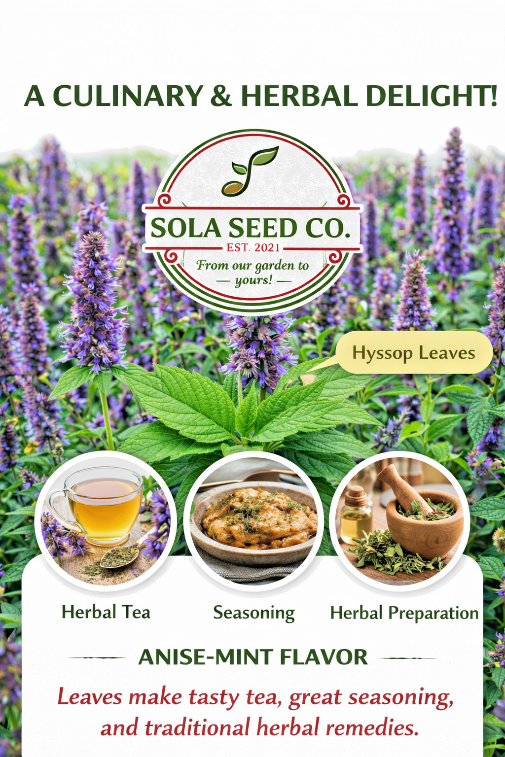 1000 Korean Mint seeds-Purple Hyssop Seeds Pollinator Magnet Agastache USA