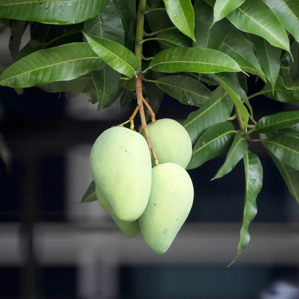 Malika “Condo” Mango Tree -2 seeds, fresh. Dwarf, good for patio.