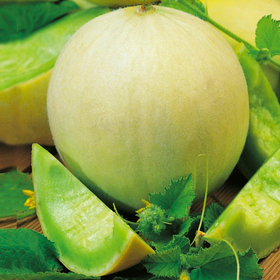 Fresh Honeydew Melon Seeds | Green Flesh | Heirloom Non-GMO | Fruit Seeds