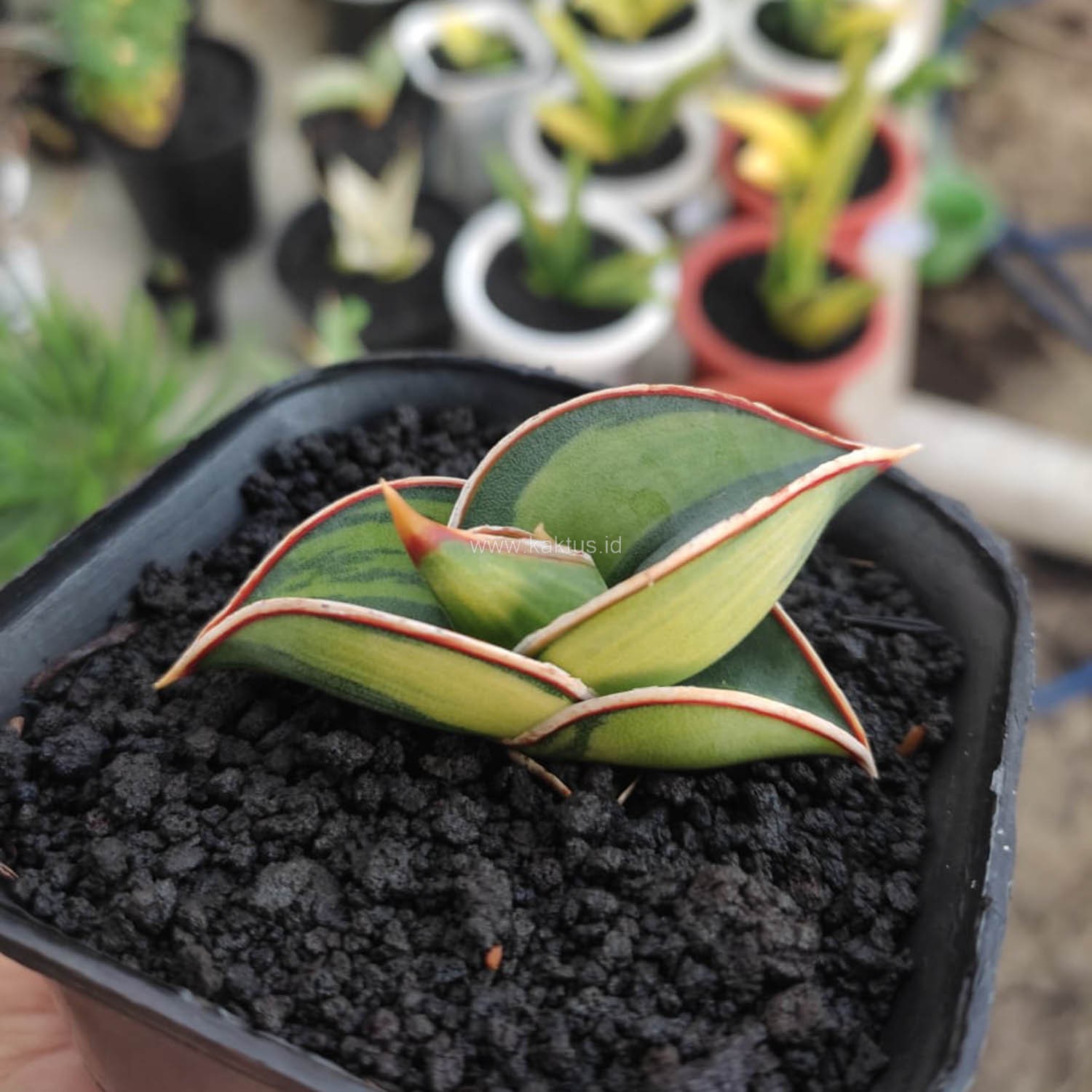 Sansevieria Rorida Lite Variegated Small Size Rare Uniqe Snake Plant