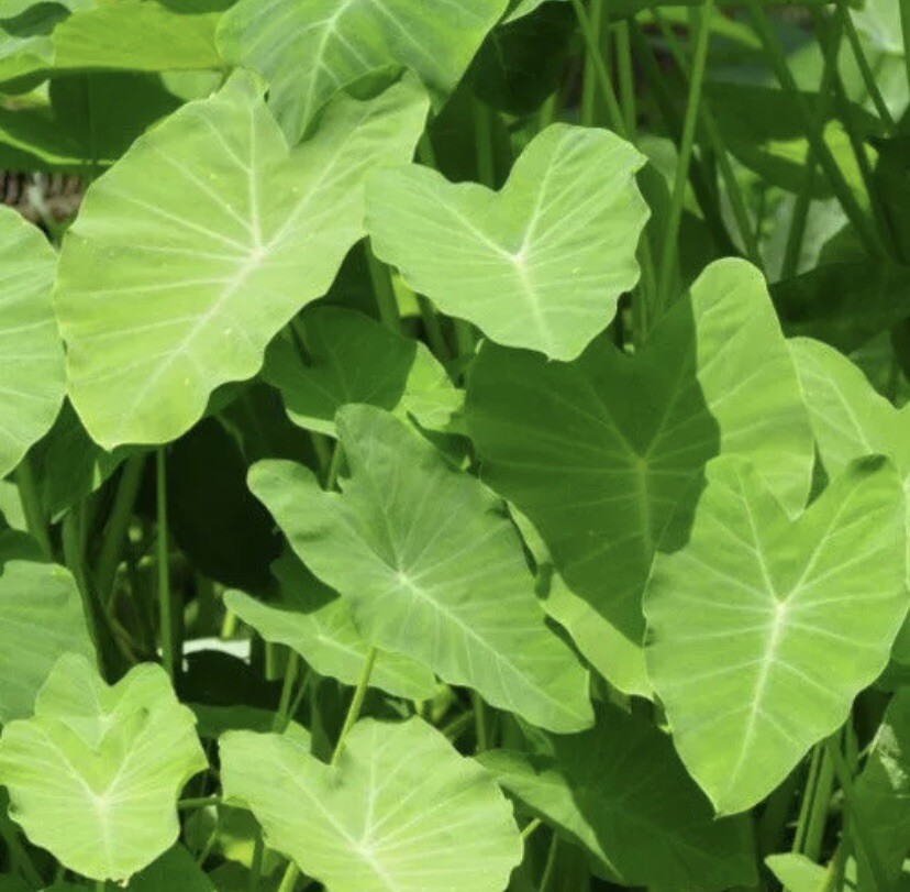 2 Sprouted Taro Root Bulbs Elephant Ear Live Plant Fresh Ready To Plant