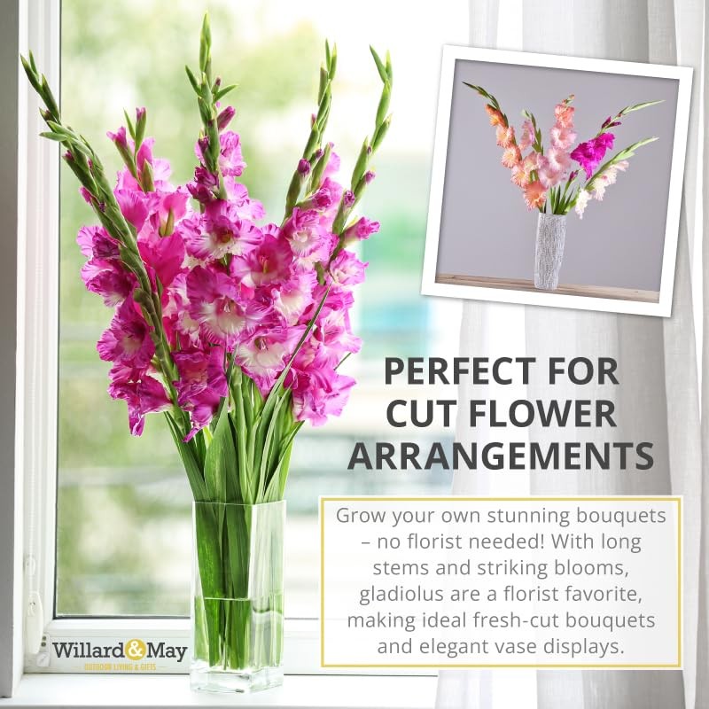 Grower Special Mix Gladiolus Flower Bulbs – 100 Bulbs Assorted Colors – Make …