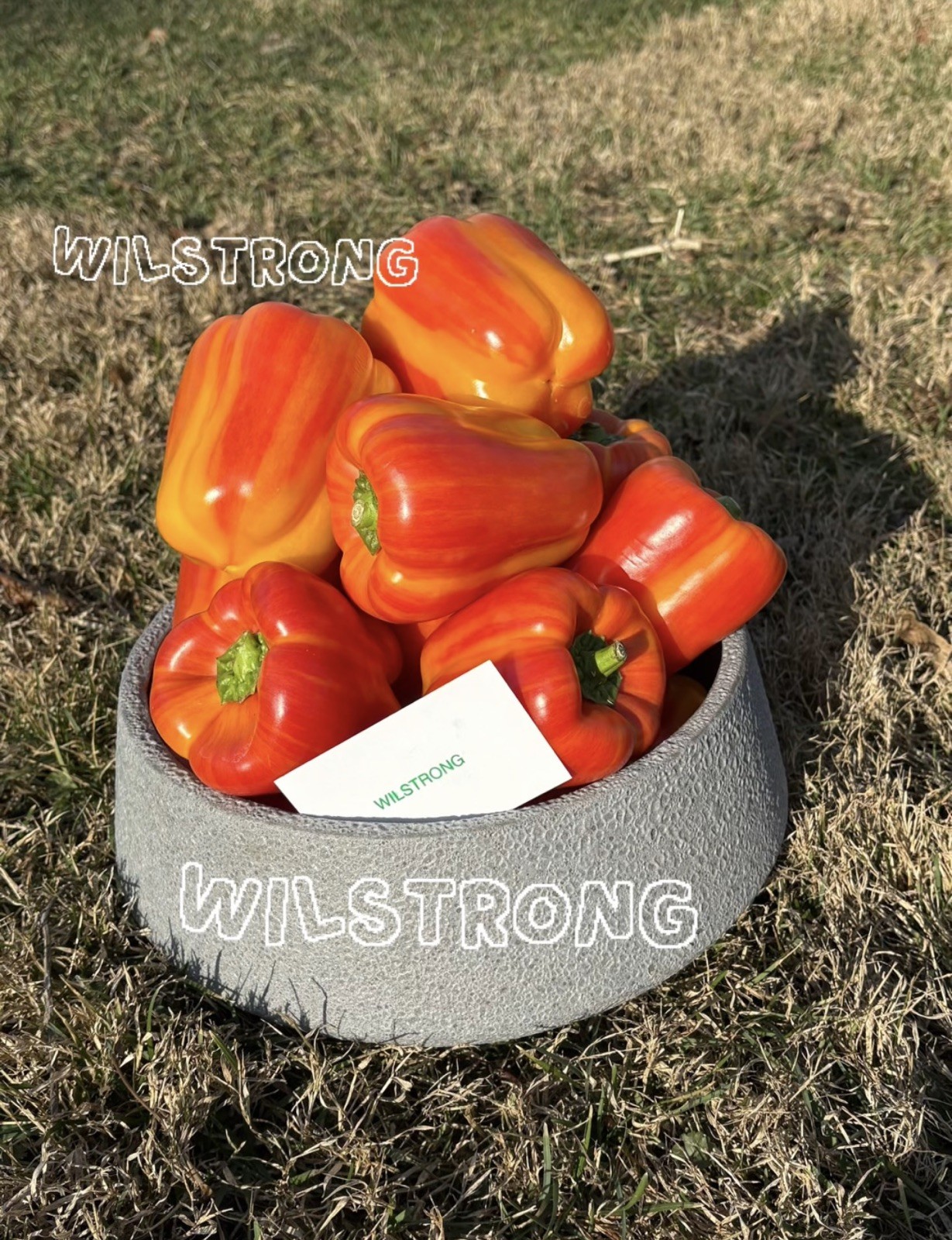 ALOHA BELL PEPPER SEEDS! 100+ SEEDS