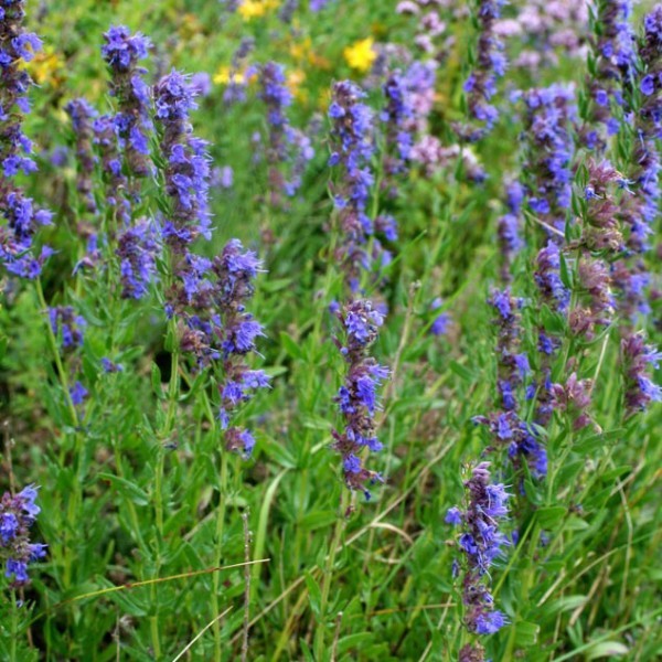 Hyssop Seeds, Bees & Butterflies, Blue-Violet, Variety Sizes, FREE SHIP