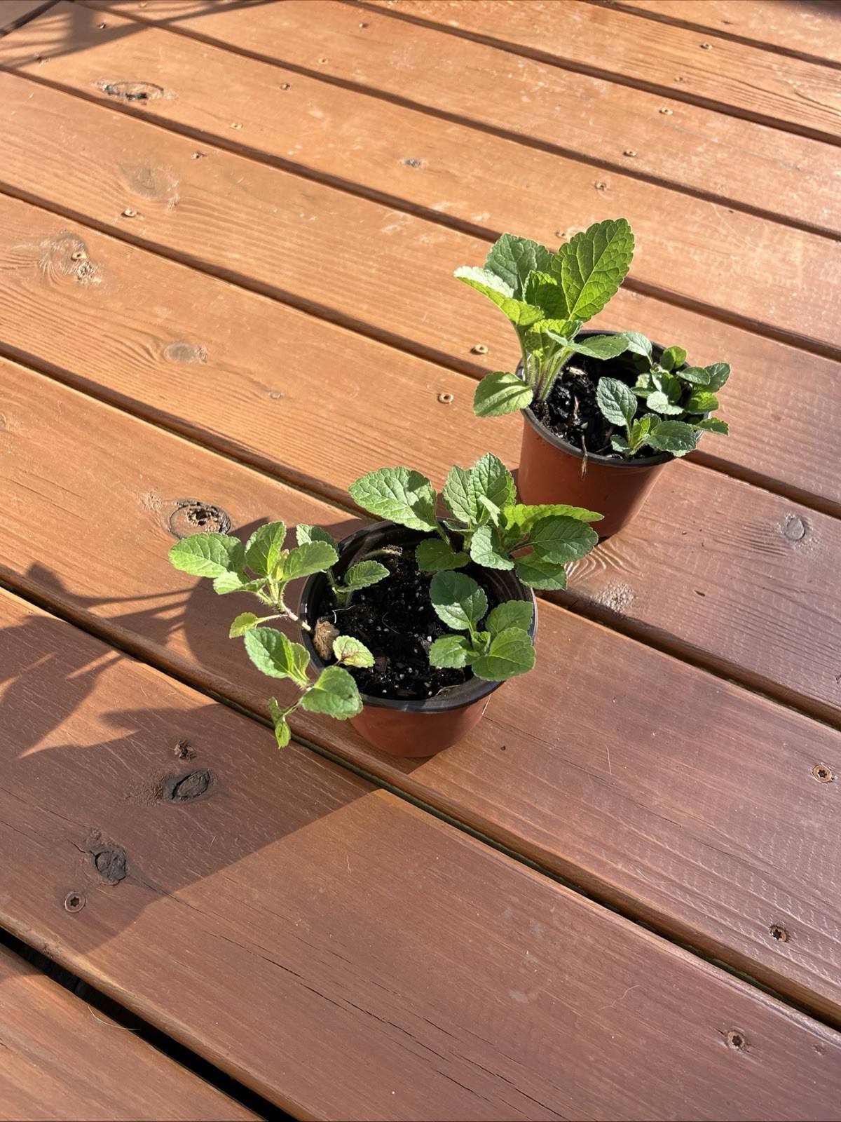 Green and Gold native groundcover (ships bare root)