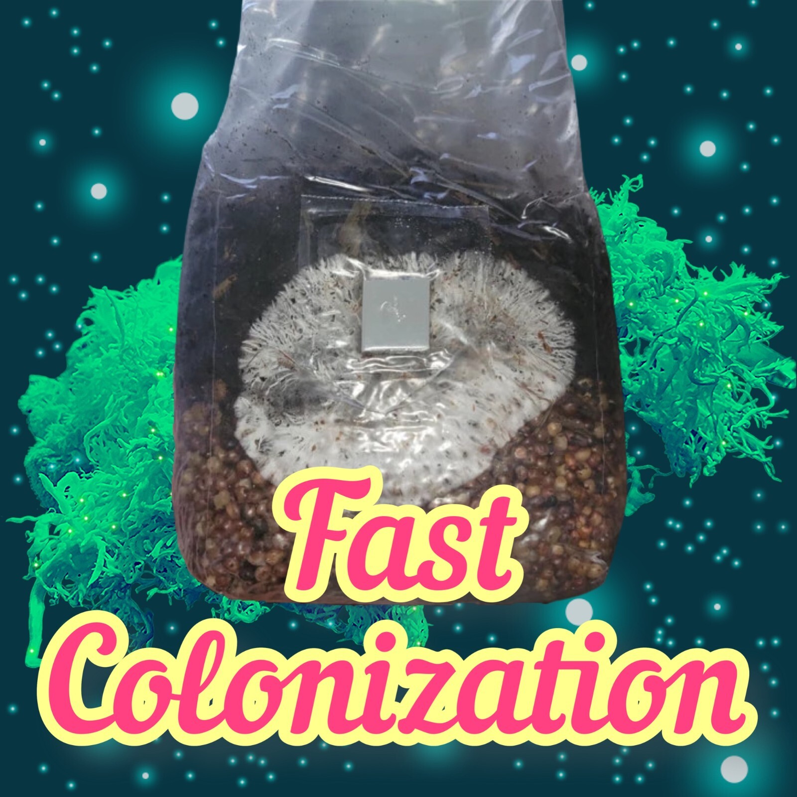All-in-One Mushroom Grow Bag