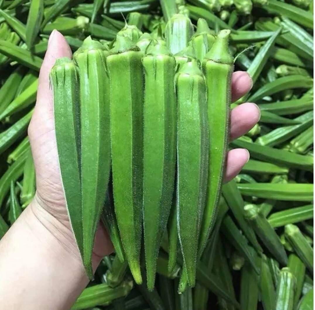 15 Packets of Asian Vegetable SEEDS for Planting. Non GMO. Grow your Own Food.
