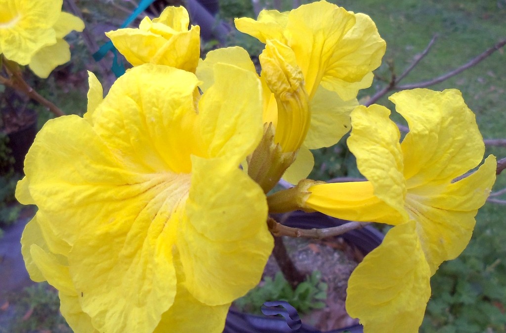 GOLDEN TRUMPET Tropical Tree Plant Tabebuia chrysotricha Yellow Flowers Spring