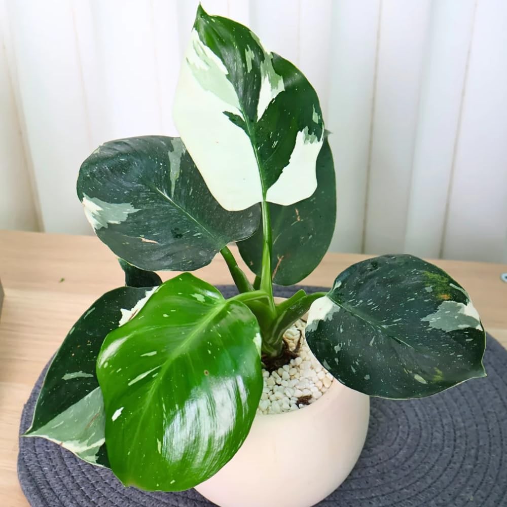 2 Pink Philodendron Plants, Variegated Leaf Houseplant