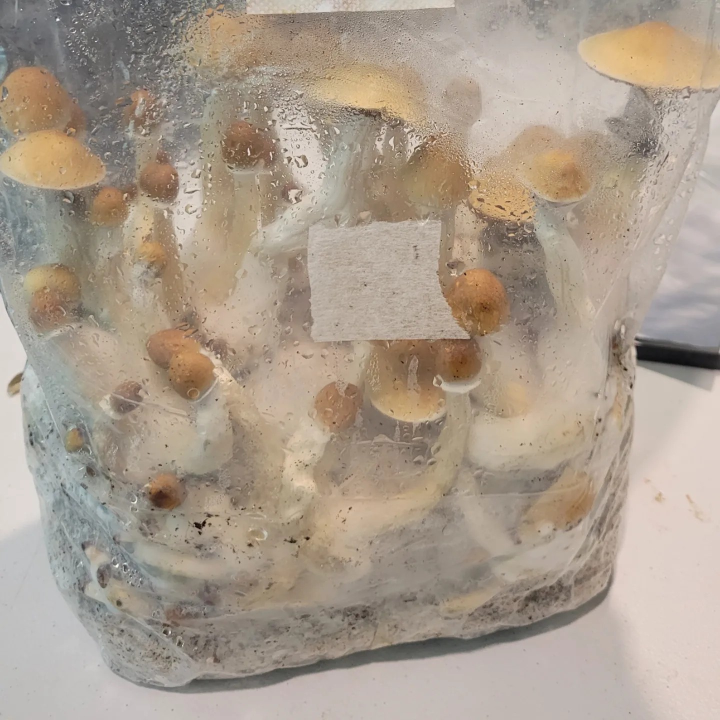 All-in-one Mushroom Grow Bags. 5lbs Ready To Use. Culture Included