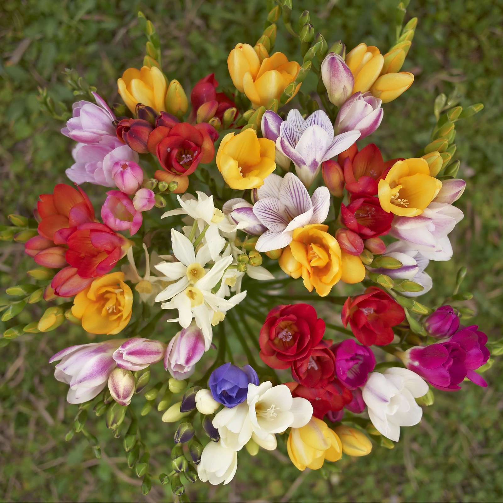 Fragrant and Colorful Mixed Freesia – 30 Bulbs – Red, Yellow, White, Orange Bees