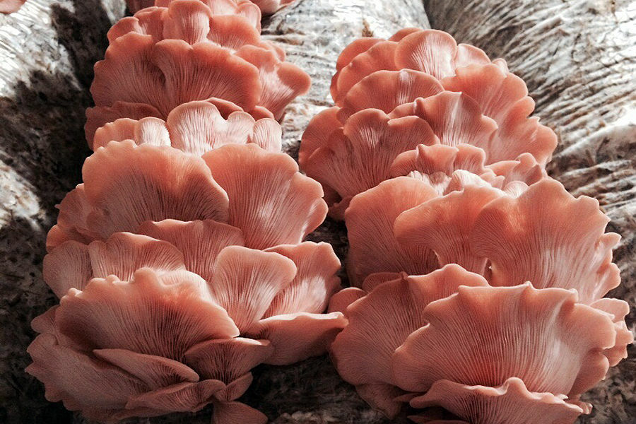 Seeds Mushroom Oyster Pink Rare Mycelium Spawn Dried Spores Organic Ukraine