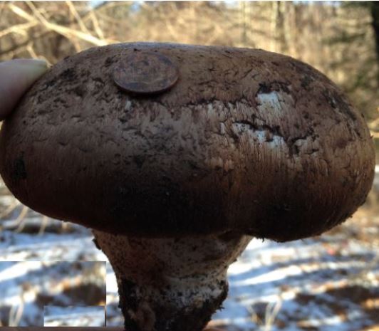 Portabella (Portobello) Mushroom seeds, 10,000 Spores