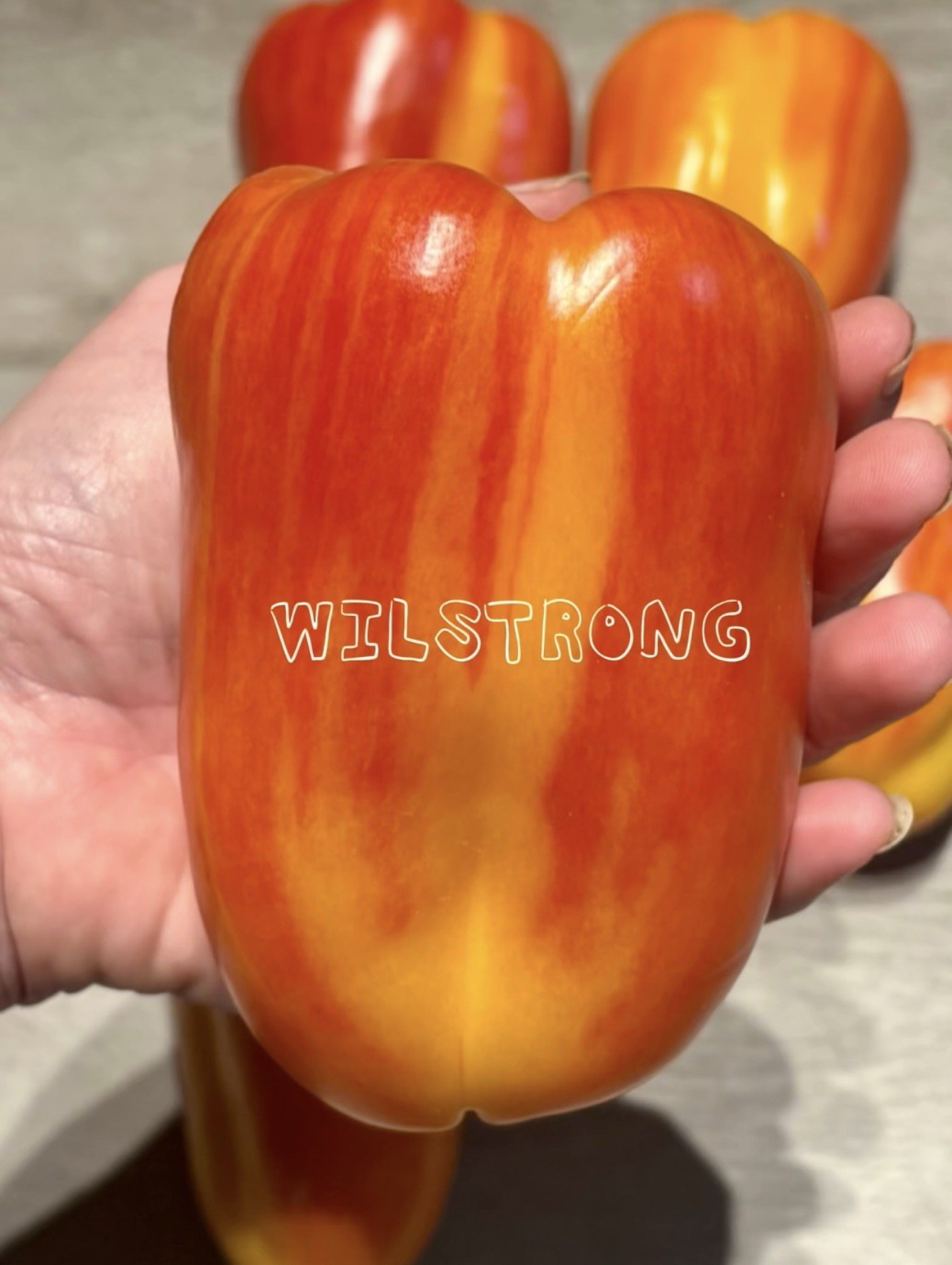 ALOHA BELL PEPPER SEEDS! 100+ SEEDS