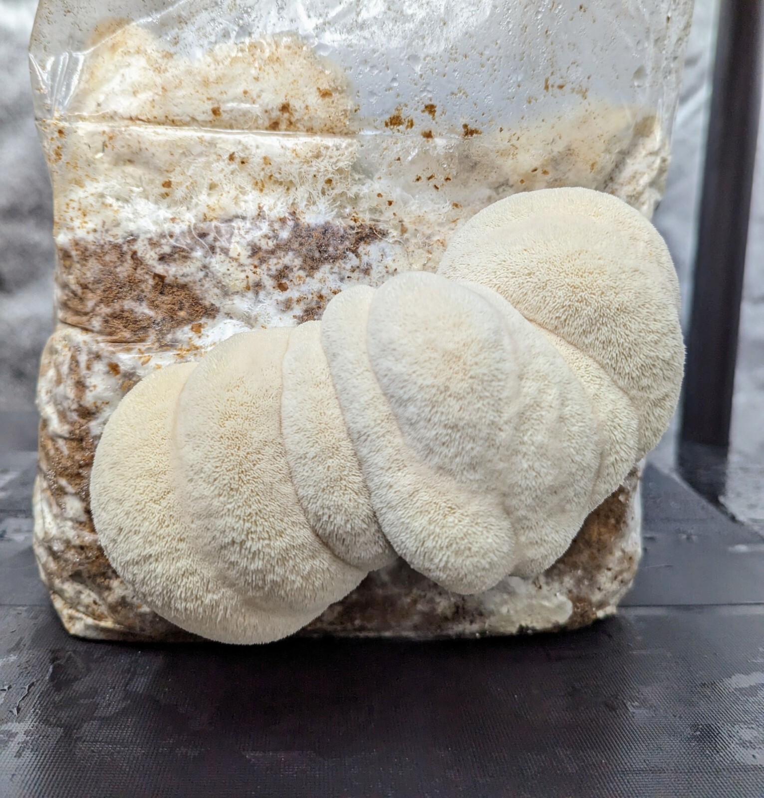 Gourmet Mushroom Culture Special! Over 180 Species Available at PrimeFungi