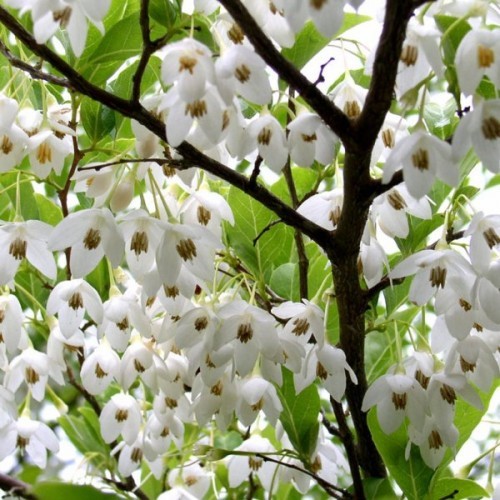 Styrax Japonica aka Japanese Snowbell 10 Seeds Free Shipping!
