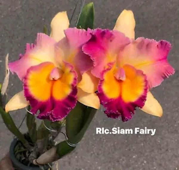 Cattleya Rlc Siam Fairy Live Orchid 2B29
