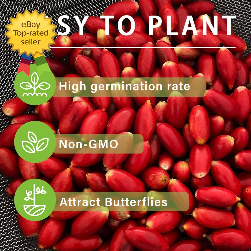35 Tropical Miracle Berry Seeds Edible Plant Outdoor Garden Non GMO Heirloom Set